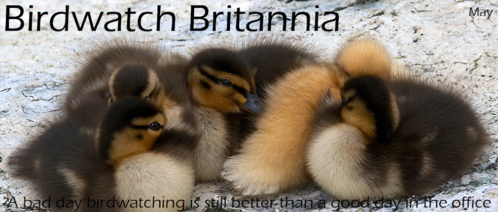 Birdwatch Britannia