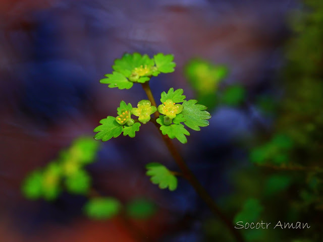 Chrysosplenium flagelliferum