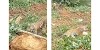 Harimau Sumatra Hadang Alat Berat yang Buka Lahan Kebun Sawit