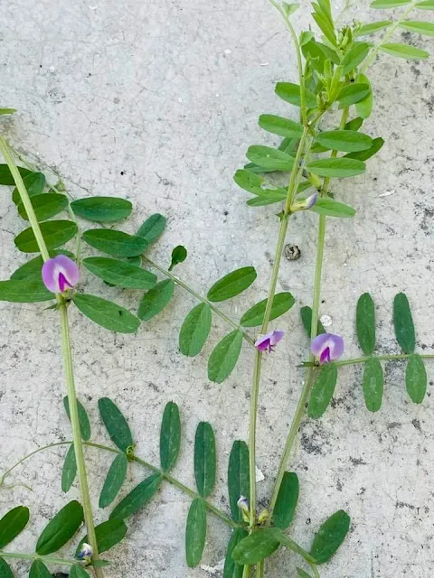 a common winter weed in north India. It is also cultivated in limited regions due to anti-nutritional compounds in the seed although it is grown in dryland agricultural zones in Australia, China and Ethiopia due to its drought tolerance and very low nutrient requirements compared to other legumes. In these agricultural zones common vetch is grown as a green manure, livestock fodder or rotation crop. Haldwani, 21/02/24