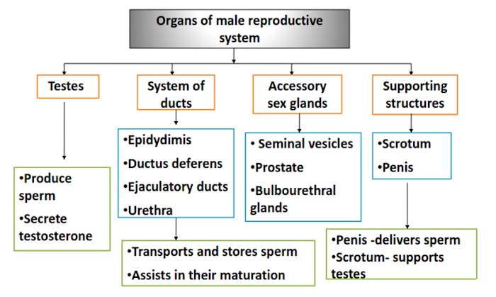 Male Reproductive system Human Anatomy and Physiology B.Pharm Class Notes