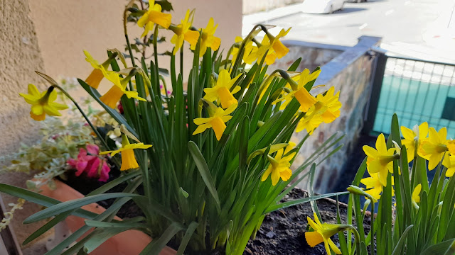 Narcisos Tête à Tête (Narcissus spp.).