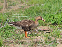 はぐれマガン淀川に来る