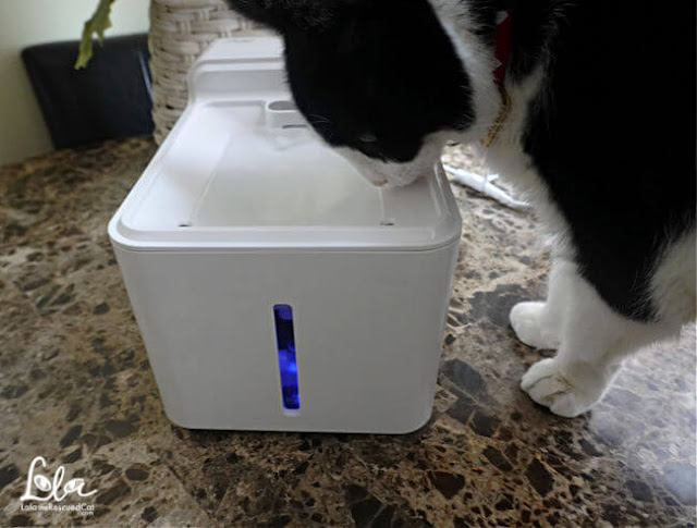 Gato blanco y negro con Laika Pets Aqua Fountain