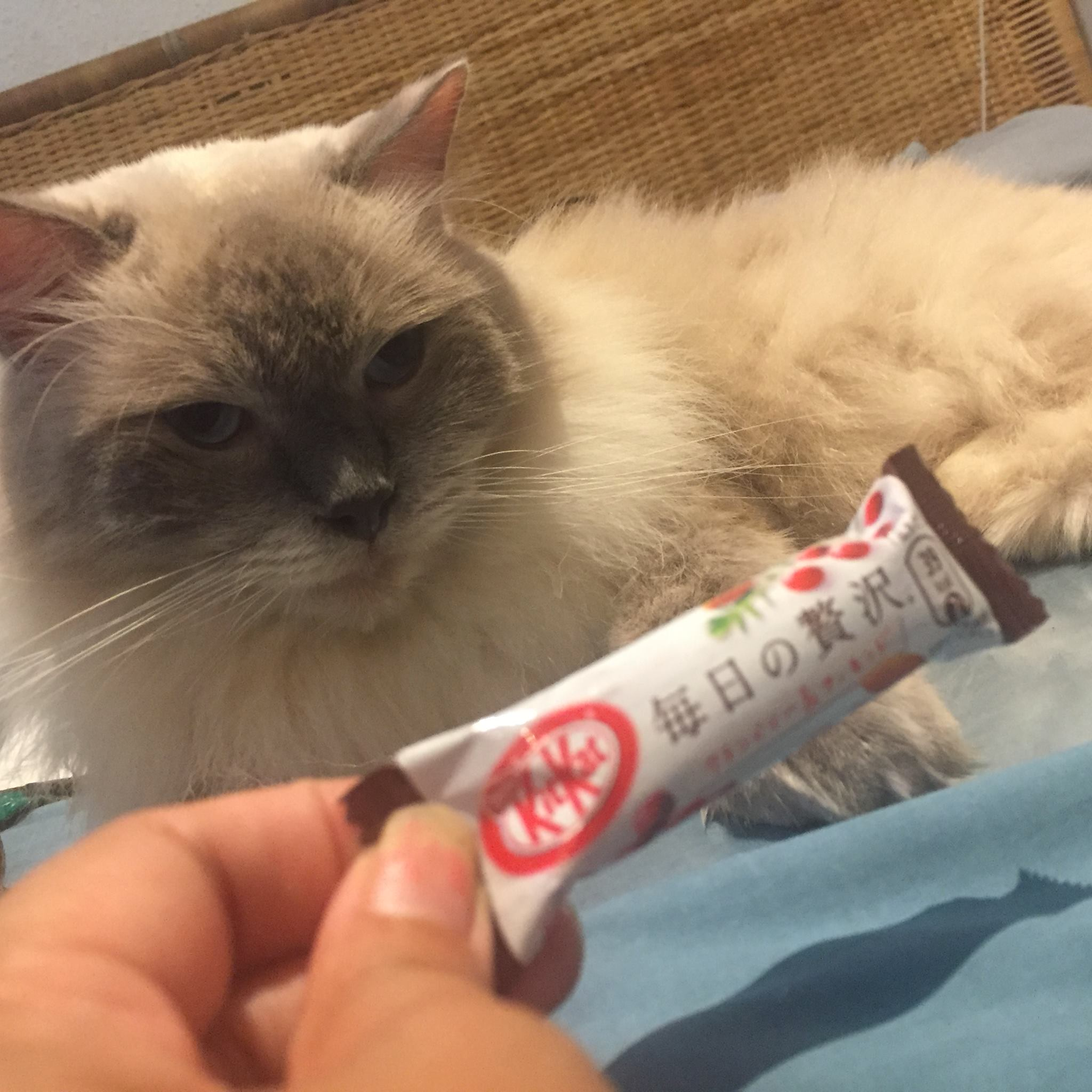 Every KitKat We’ve Ever Tried