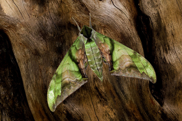 Callambulyx junonia