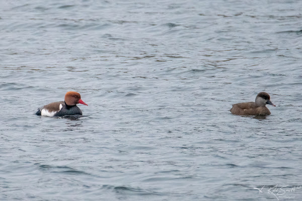 Red-crested pochard