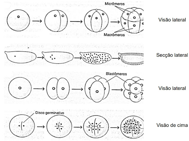 No bloco superior abaixo, estão denominados padrões de clivagem de ovos de diferentes espécies; no inferior, imagens de padrões de segmentação das células-ovo.