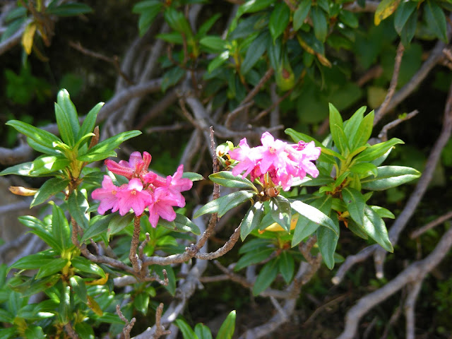 Alpenrose Rhododendron ferrugineum, Haute Pyrenees, France. Photo by Loire Valley Time Travel.