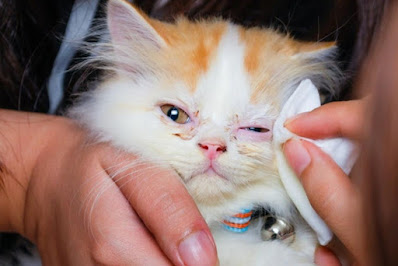 Cara Mengatasi Mata Kucing Berair