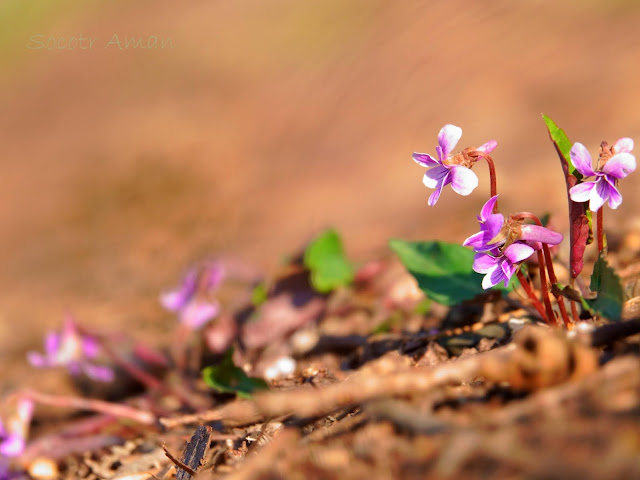 Viola violacea