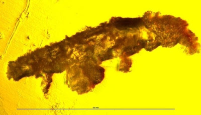 Tardigrade Berusia 16 Juta Tahun Ditemukan Dalam Amber