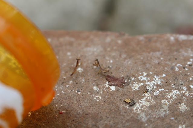 The first mantis runs over toward the second mantis aggressively