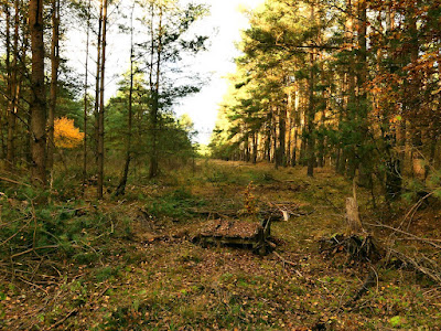 zugewachsener Waldweg