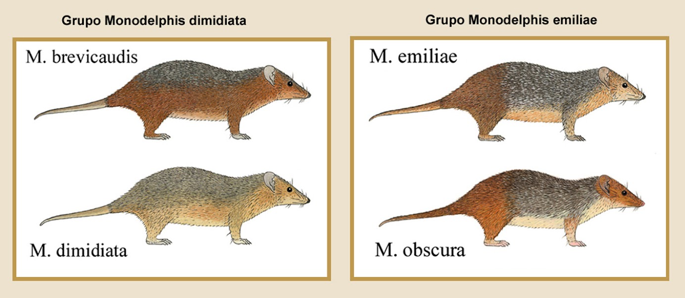 GRUPO M.dimidiata e GRUPO M. emiliae.