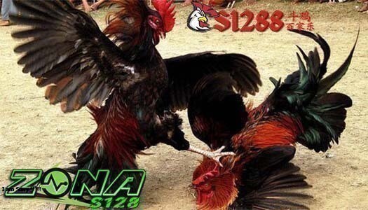 Sv388 Situs Agen Sabung Ayam Deposit Termurah Di Indonesia