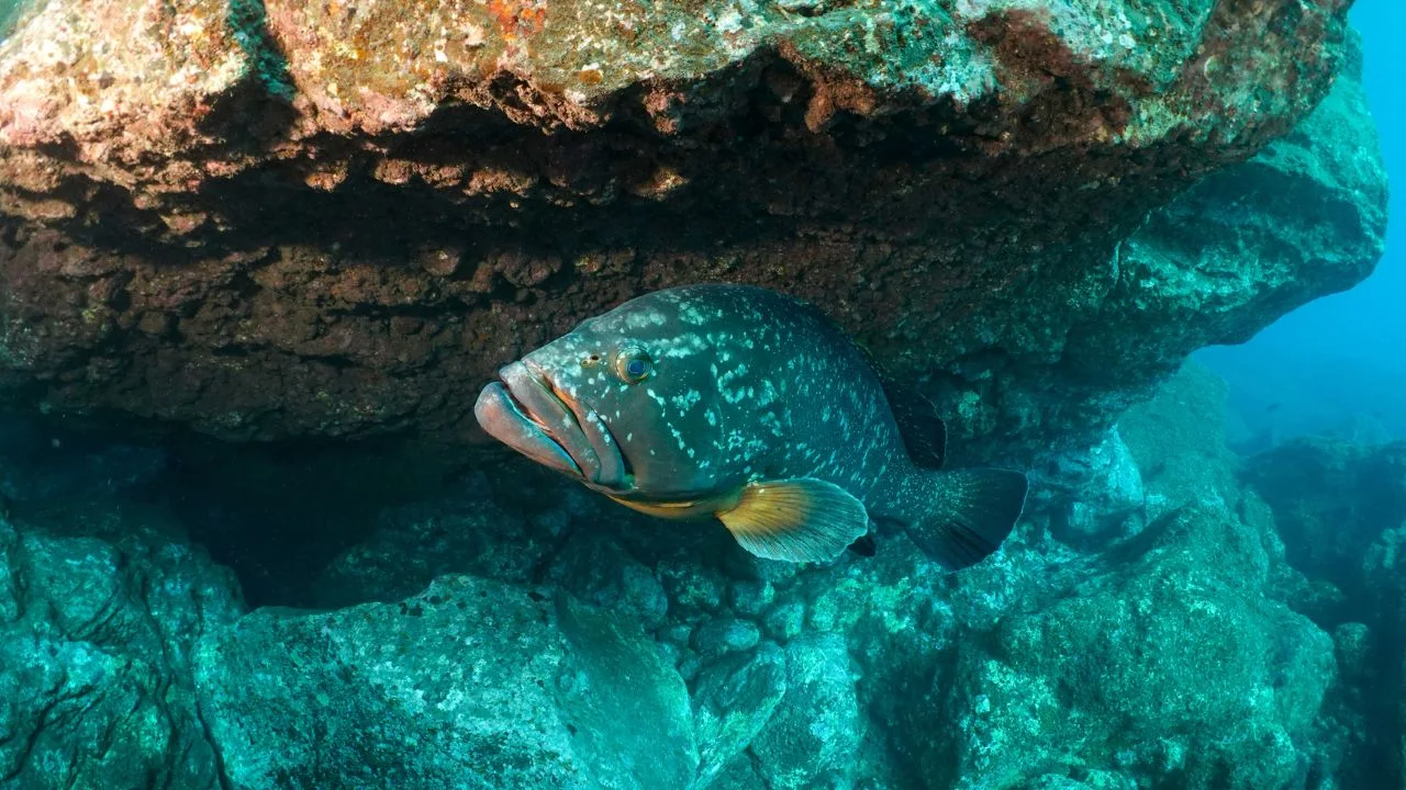 Mero común refugiado bajo una roca volcánica en los fondos marinos de las Islas Columbretes, rodeado de aguas cristalinas y estructuras rocosas.