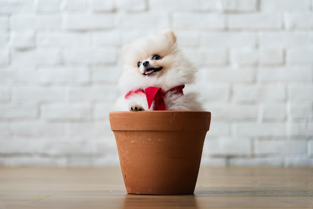 Micro Teacup Pomeranian Puppies For Sale In New Jersey