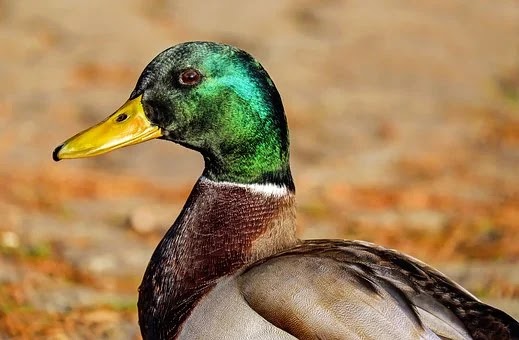 Primeiro caso humano do Reino Unido de gripe aviária H5N1 detectado em homem com patos de estimação