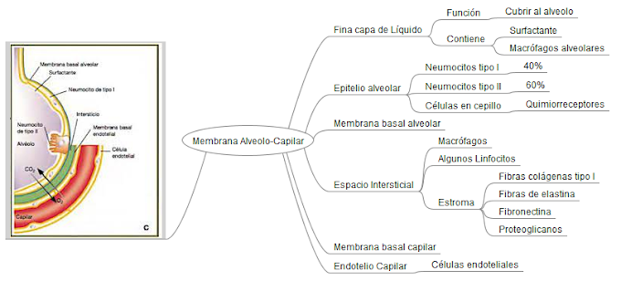 Membrana alveolo - capilar