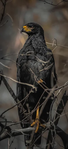 A powerful Great Black Hawk perched stoically amongst tangled branches, highlighted in a striking HD image.