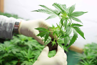 La mejor guía de fertilizantes y nutrientes para cannabis
