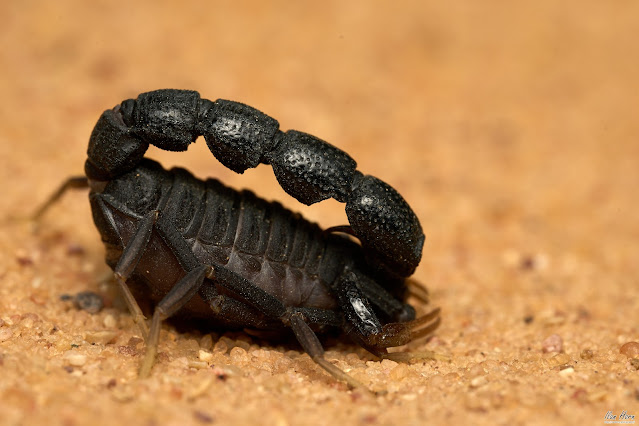 Tiny Scorpion