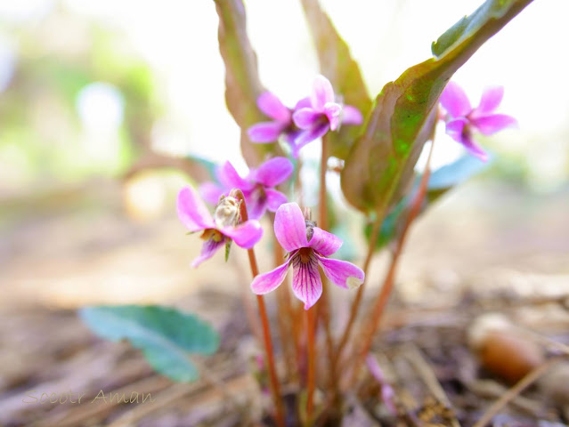 Viola violacea