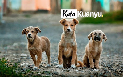 Cara memilih anak anjing kampung yang bagus