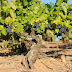 La Comunidad destina 1’5 millones de euros en ayudas al sector vitivinícola murciano