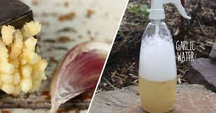 How To Make Garlic Spray For Slugs