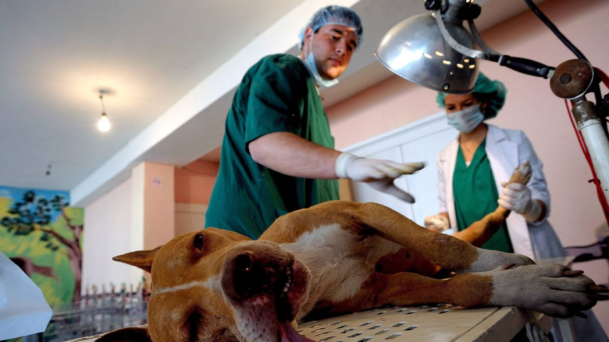 ¿Piensas esterilizar a tu mascota? Aquí te cuento lo que necesitas saber sobre la esterilización de su perro