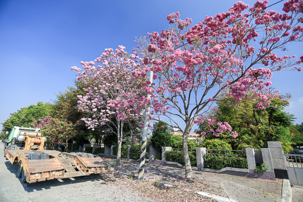 彰化社頭崙雅國小風鈴木步道，散步欣賞盛開的粉紅、紫色風鈴木花