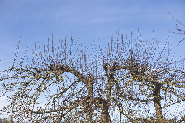 Oravankesäpesä siirtolapuutarha puutarha omenapuu veriverso lehdetön