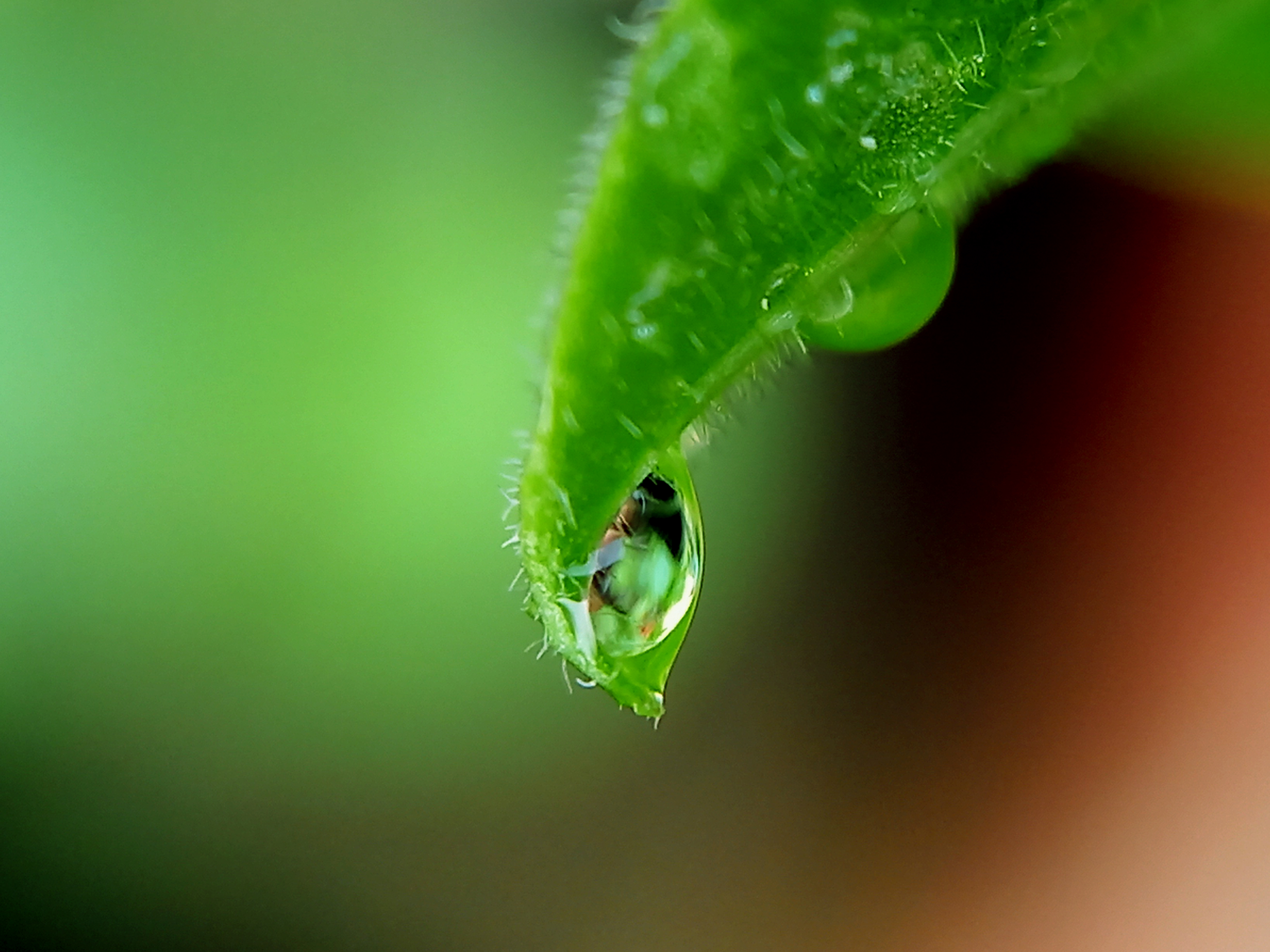 Water Droplet On Calendula Leaf
