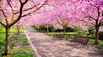 Cherry Blossoms Travel