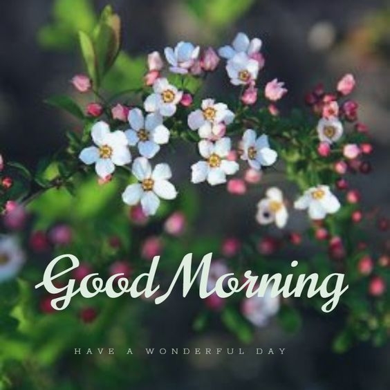 good morning photo of krishna, good morning photo tamilbajrangbali, good morning photo, good morning photo bhejo, good morning photo and video