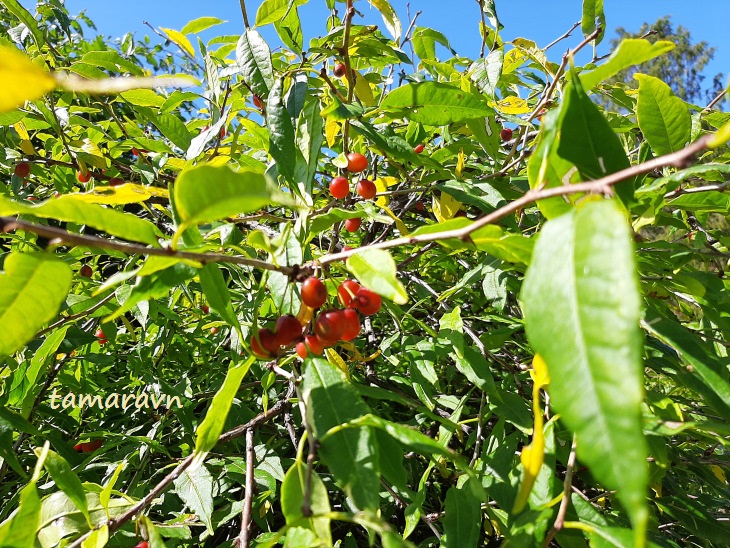 Принсепия китайская / Плоскосемянник китайский (Prinsepia sinensis, =Plagiospermum sinense)