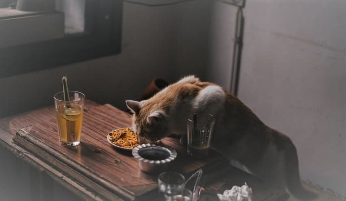 15 Human Foods That Cats Can Consume Safely
