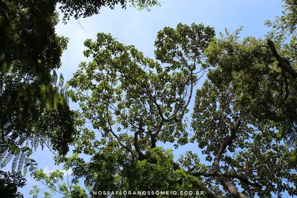 copa-da-especie-hyeronima-alchorneoides-na-floresta