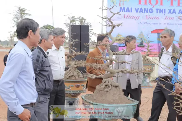 Hội thi mai vàng bình định 2021