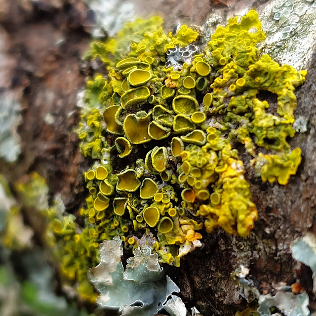 Lichen