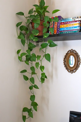 A planta jiboia é uma ótima opção para decorar a casa. É uma trepadeira com oito espécies diferentes e é muito fácil de cuidar, por isso é a escolha de muitas pessoas que querem dar um toque verde ao espaço.