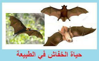 7 معلومات هامة عن حياة الخفاش( الوطواط) سلوك الخفاش، طرق تواصل الخفاش