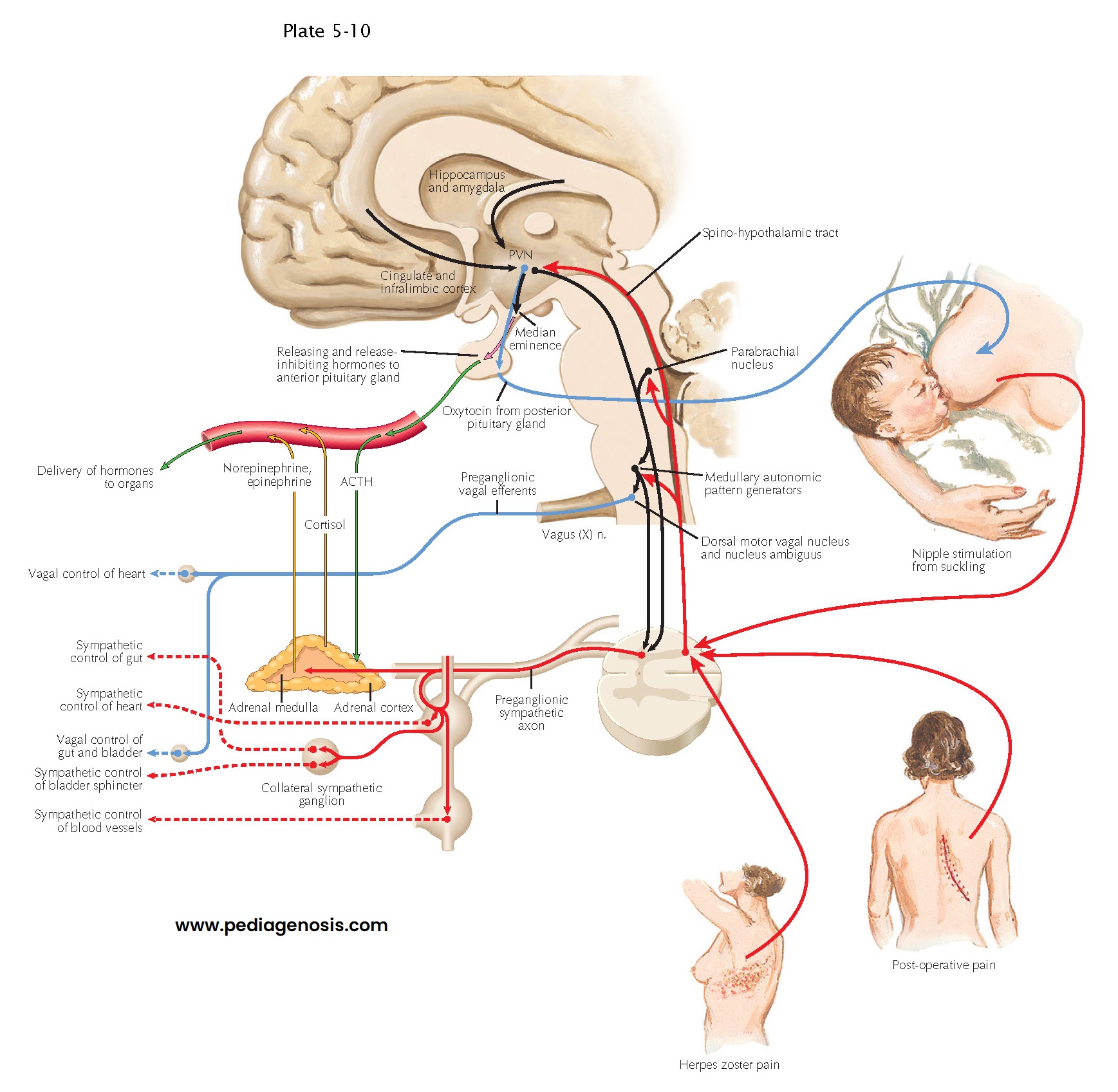 CONTROL OF HYPOTHALAMUS BY SENSORY INPUTS