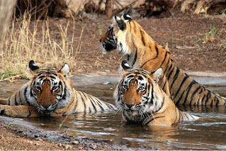 Wildlife Sanctuary of Odisha