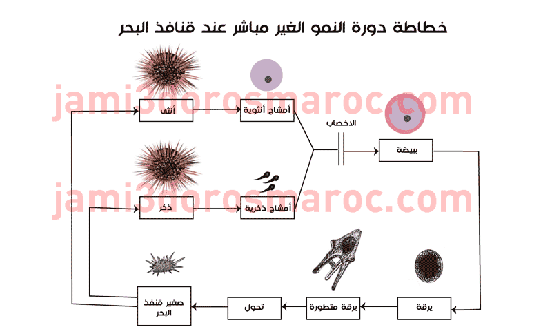 دورة النمو عند الحيوانات الثانية إعدادي