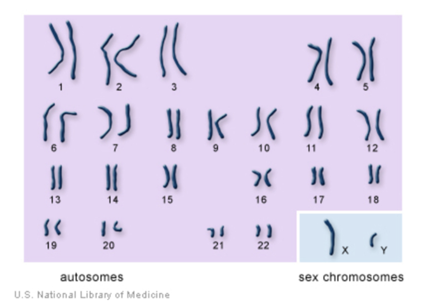22 chromosomes