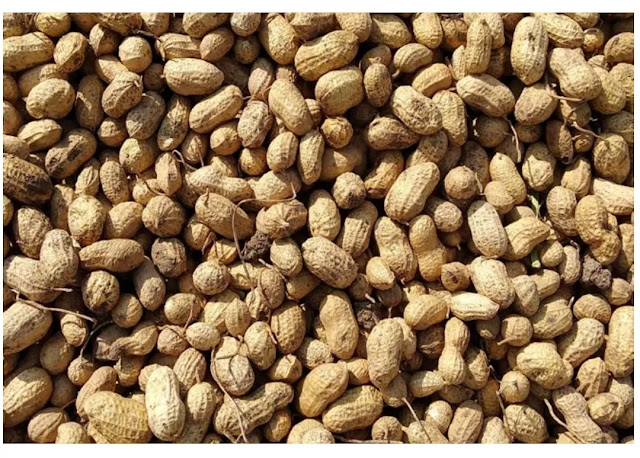 today agri commodity news of peanut market trade slight break in Gujarat groundnut market price stabilize