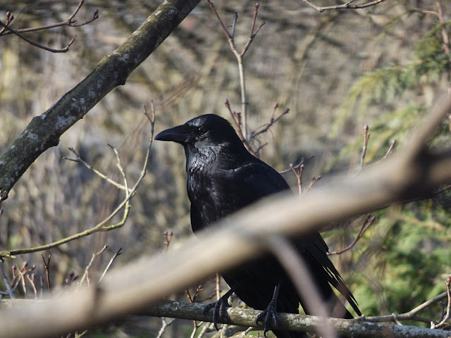 Crow_or_Raven_FujiFilm_FinePix_S8650